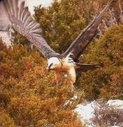 Adult de 7 o més anys (fase 3) trencalòs, quebrantahuesos (Gypaetus barbatus)