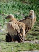 Voltor comú, buitre leonado (Gyps fulvus)