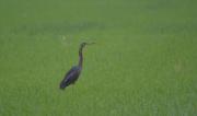 Agró roig (Ardea purpurea)