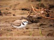 Niu de corriol camanegre (Charadrius alexandrinus)