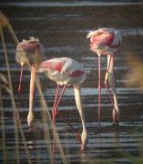 Flamenc (Phoenicopterus roseus)