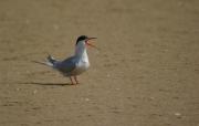 Xatrac comú(Sterna hirundo) 3 de 4