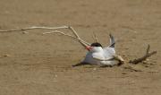 Xatrac comú(Sterna hirundo) 1de 4