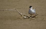 Xatrac comú(Sterna hirundo)4 de 4