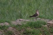 Perdiu de mar(Glareola pranticola)