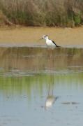 cames llargues (himantopus himantopus)