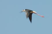 cames llargues (himantopus himantopus)