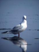 Gavina capblanca, gavina picofina (Larus genei)