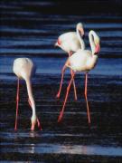 Flamencs al Garxal (Phoenicopterus roseus)