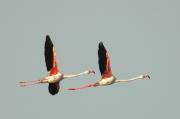 flamencs (phoenicopterus ruber)