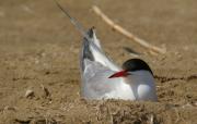 Xatrac comú(Sterna hirundo)