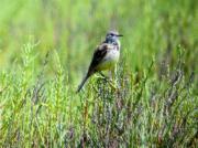 Cuereta groga sobre salicornies (Motacilla flava)