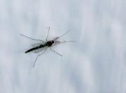 Mosquit indeterminat