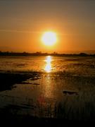 `Posta de sol en els arrossars del Delta