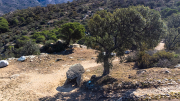 Dolmen del Cap de l'Home