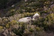 Dolmen Caigut II 3de3