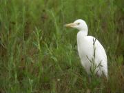 Esplugabous (Bubulcus ibis)