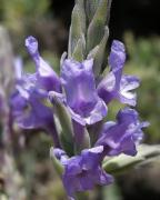 Mato risco (Lavandula canariensis) 1/2