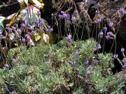 Mato risco (Lavandula canariensis) 2/2