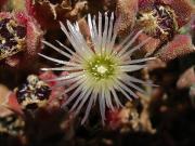 Barrilla o escarcha (Mesembryanthemum crystallinum) 1/2