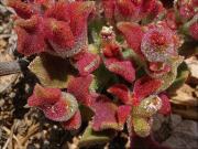 Barrilla o escarcha (Mesembryanthemum crystallinum) 2/2