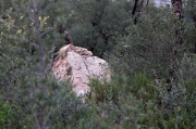 Pedra dreta Comanera