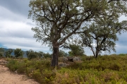 Dolmen de la Verneda