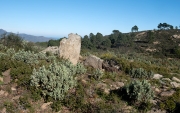 Cista del bosc de la Margalla