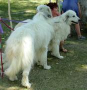 El gos de protecció dels Pirineus "Patou"