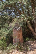 Menhir Motllor