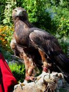 Àliga daurada, águila real, aigle royal (Aquila chrysaetos)