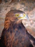 Àliga daurada, águila real, aigle royal (Aquila chrysaetos)