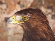 Àliga daurada, águila real, aigle royal (Aquila chrysaetos)