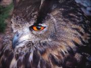 Mirada, regard (Bubo bubo)