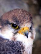 Falcó llaner, halcón borní, faucon lanier (Falco biarnicus)