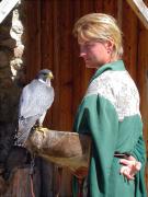Falcó pelegrí, halcón común, faucon pèlerin (Falco peregrinus)