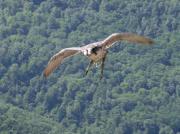 Falcó pelegrí, halcón peregrino, faucon pélerin, peregrine (Falco peregrinus)