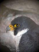falcó pelegrí, halcón peregrino, faucon pèlerin, peregrine (Falco peregrinus)