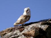 Òliba, lechuza campestre, chouette effraye (Tyto alba)