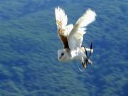 Òliba,lechuza campestre, Chouette effraye (Tyto alba)