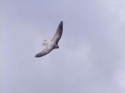 Falcó pelegrí, halcón común, faucon pèlerin, peregrine (Falco peregrinus)