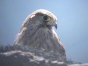 Xoriguer, cernícalo, faucon crécerelle, Kestrel (Falco tinnunculus)