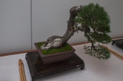 Pinus sylvestris