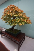Fagus sylvatica