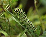 Oruga de la papallona Papilio Machaon