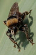 Mosca salteadora (Laphria flava)