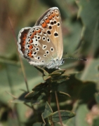 Femella (Agrodiaetus escheri).