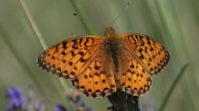 Argynnis adippe.