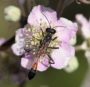 Vespa (Ammophila pubescens).