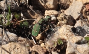 Cicindela campestre.